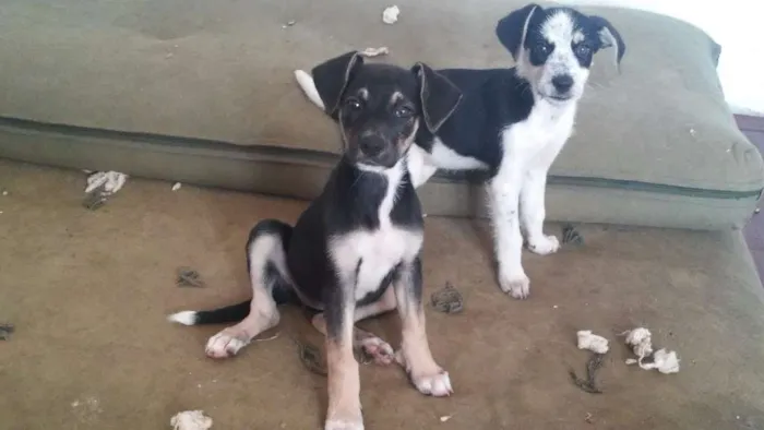 Cachorro ra a Vira lata idade 2 a 6 meses nome Sem nome