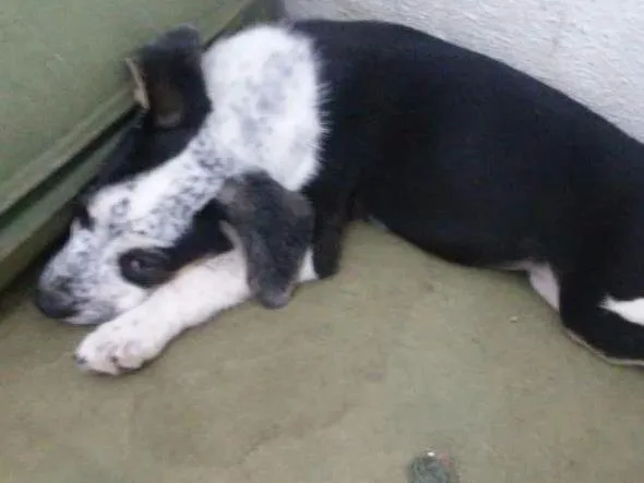 Cachorro ra a Vira lata idade 2 a 6 meses nome Sem nome