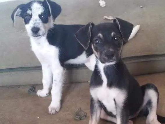 Cachorro ra a Vira lata idade 2 a 6 meses nome Sem nome