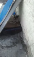 Bolinha