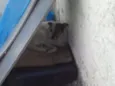 Bolinha