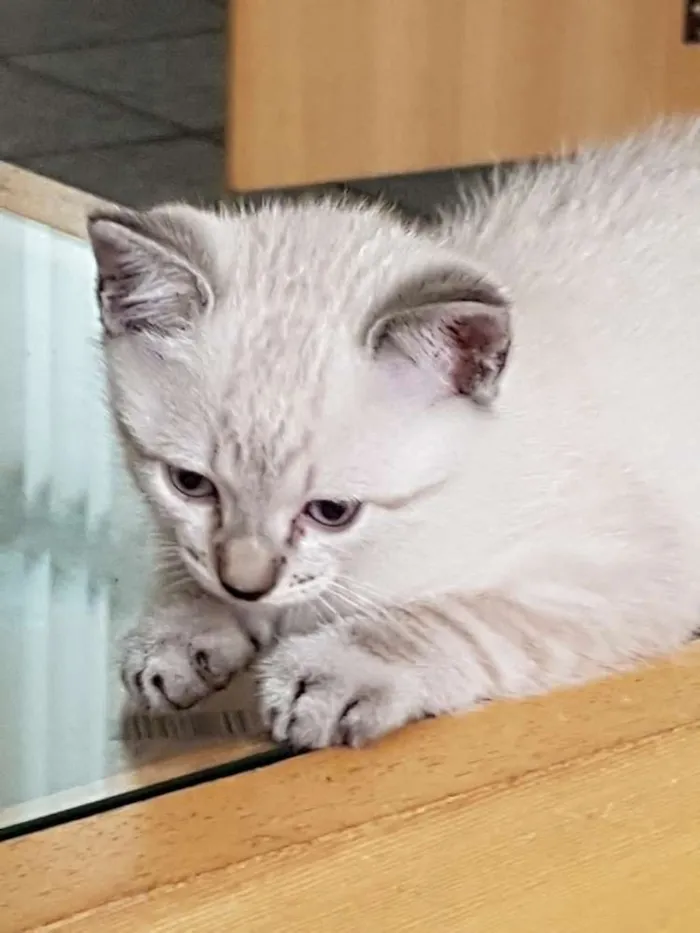 Gato ra a Não tem idade Abaixo de 2 meses nome Sem nome