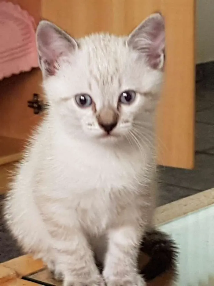 Gato ra a Não tem idade Abaixo de 2 meses nome Sem nome