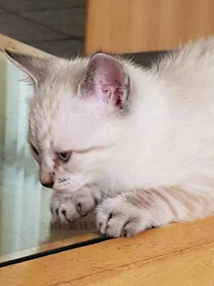 Gato ra a Não tem idade Abaixo de 2 meses nome Sem nome