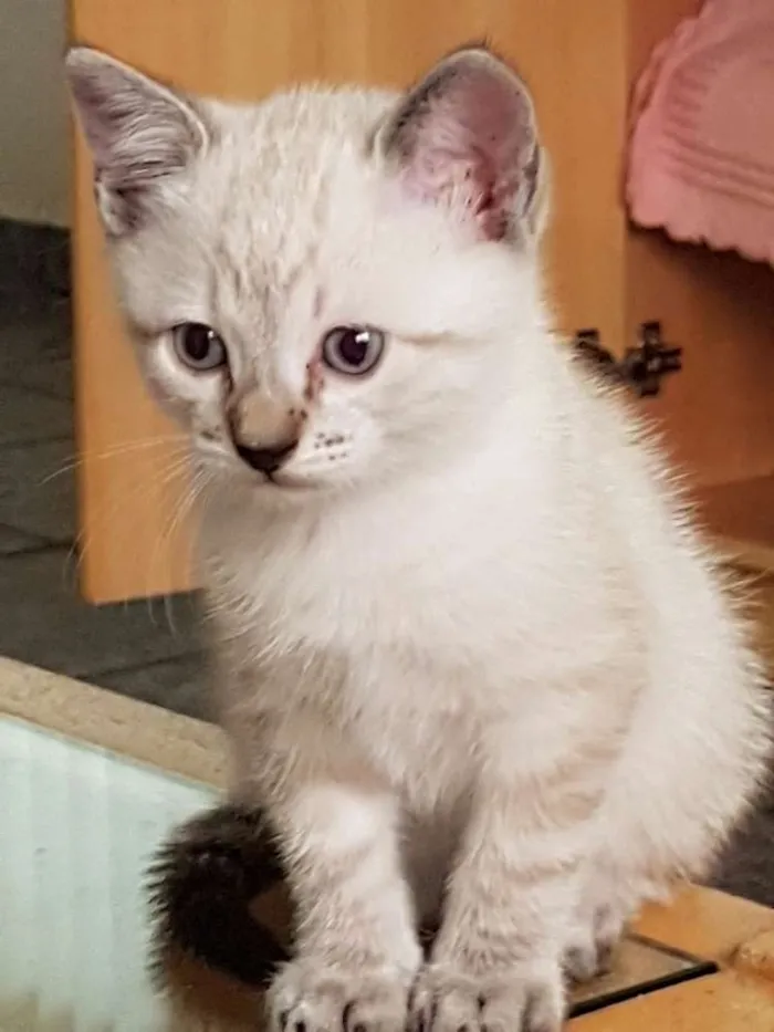 Gato ra a Não tem idade Abaixo de 2 meses nome Sem nome