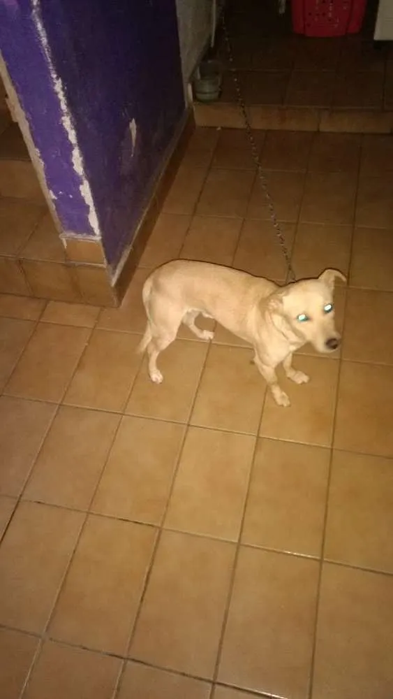 Cachorro ra a Pintcher misturado creme idade 3 anos nome Cherinho