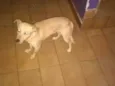 Cherinho