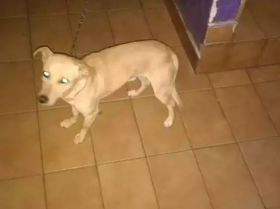 Cachorro ra a Pintcher misturado creme idade 3 anos nome Cherinho