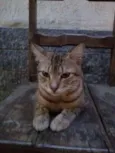 tigre
