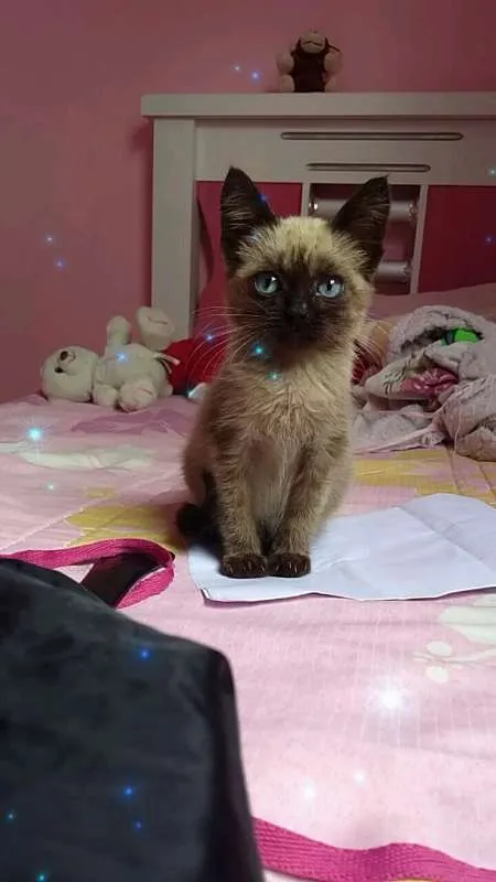 Gato ra a siames idade Abaixo de 2 meses nome Sem nome