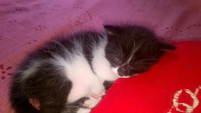 Gato raça vira latinha idade Abaixo de 2 meses nome Madame Nora