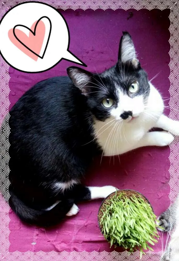 Gato ra a srd idade 3 anos nome Damiao