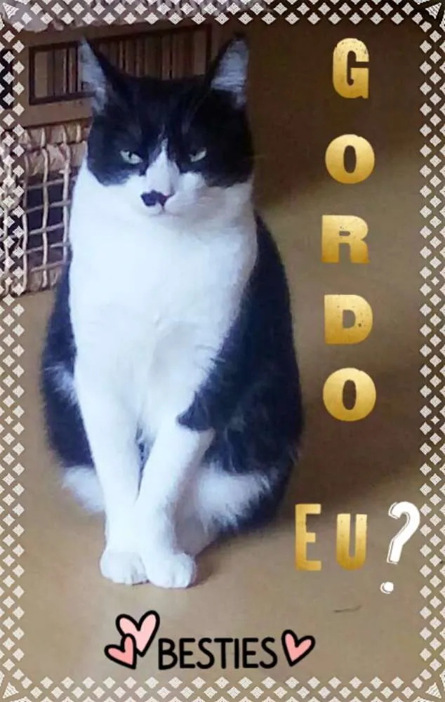 Gato ra a srd idade 3 anos nome Damiao