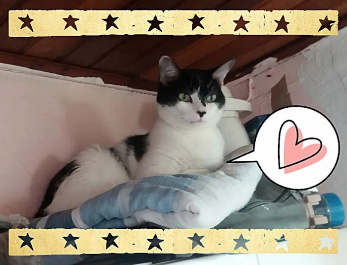 Gato ra a srd idade 3 anos nome Alfredo