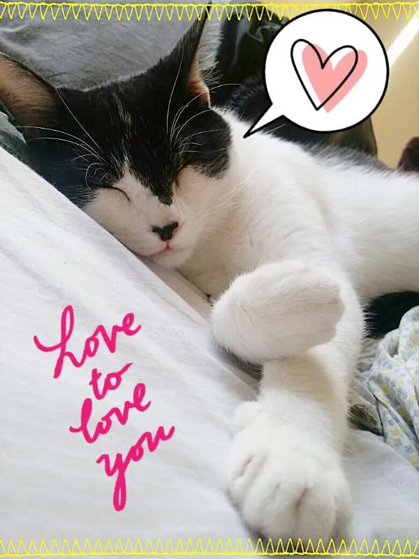 Gato ra a srd idade 3 anos nome Alfredo
