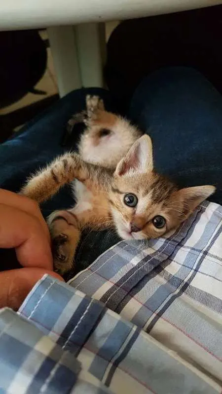 Gato raça srd idade Abaixo de 2 meses nome Xampu