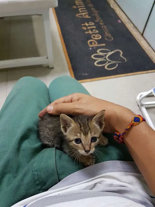 Gato raça srd idade Abaixo de 2 meses nome Xampu