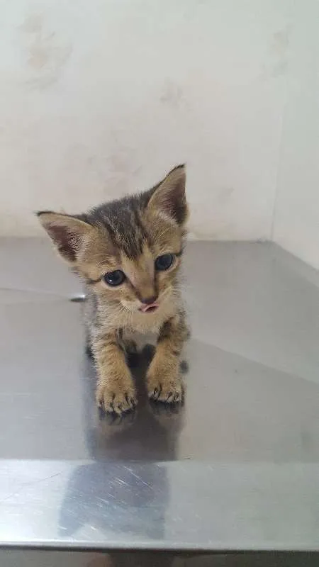 Gato raça srd idade Abaixo de 2 meses nome Xampu