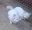 Tom e Mingau 