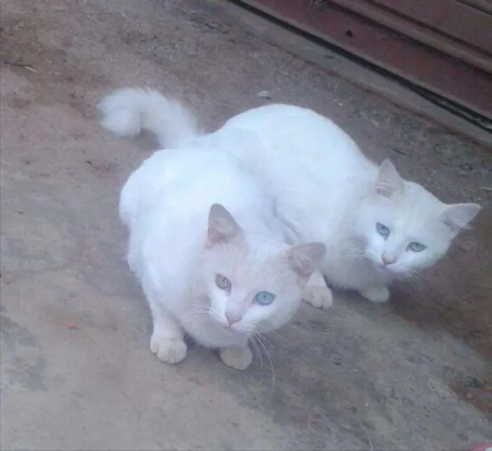 Gato ra a SRD idade 2 anos nome Tom e Mingau 