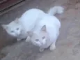 Tom e Mingau 