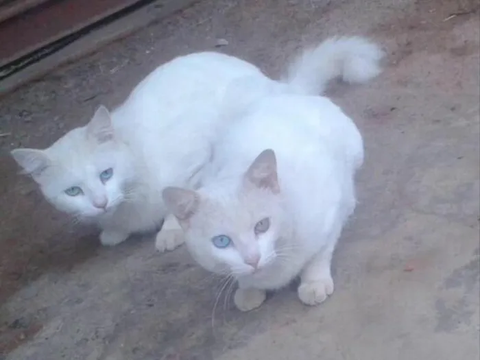 Gato ra a SRD idade 2 anos nome Tom e Mingau 
