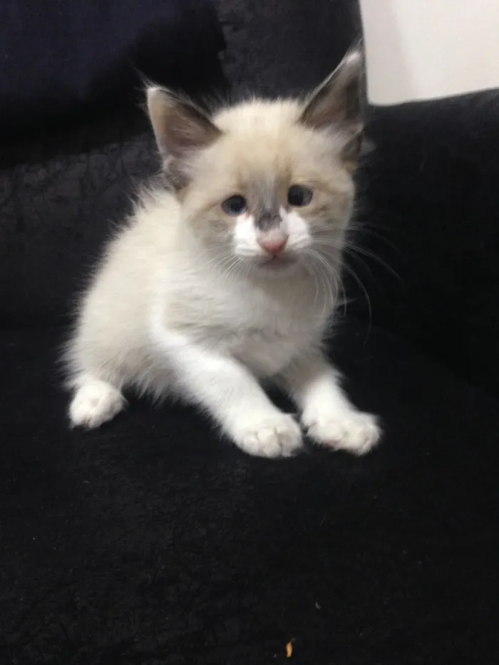 Gato ra a  idade Abaixo de 2 meses nome Sem nome