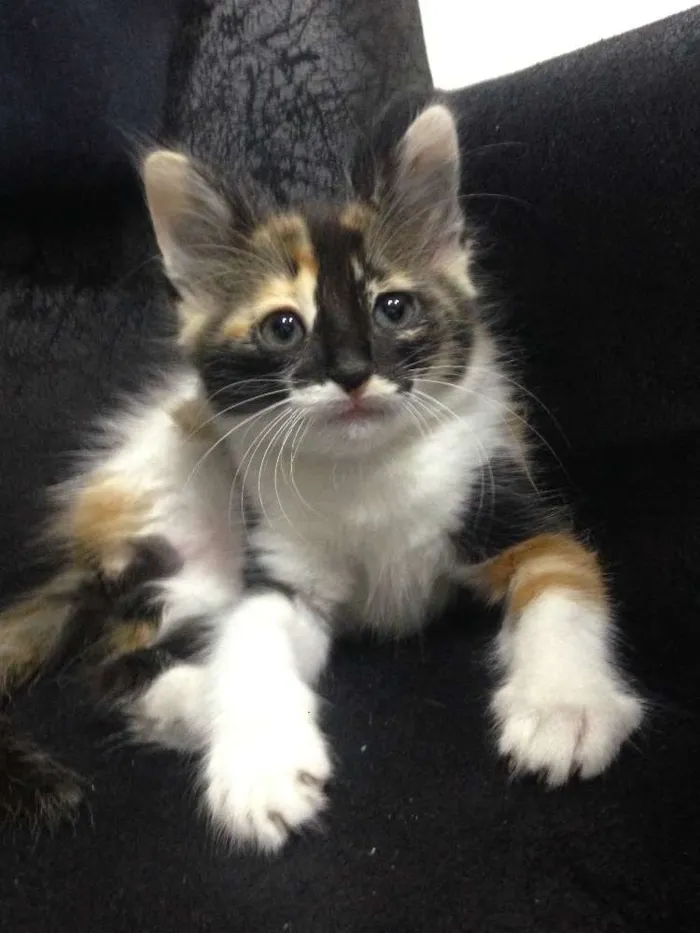 Gato ra a  idade Abaixo de 2 meses nome Sem nome