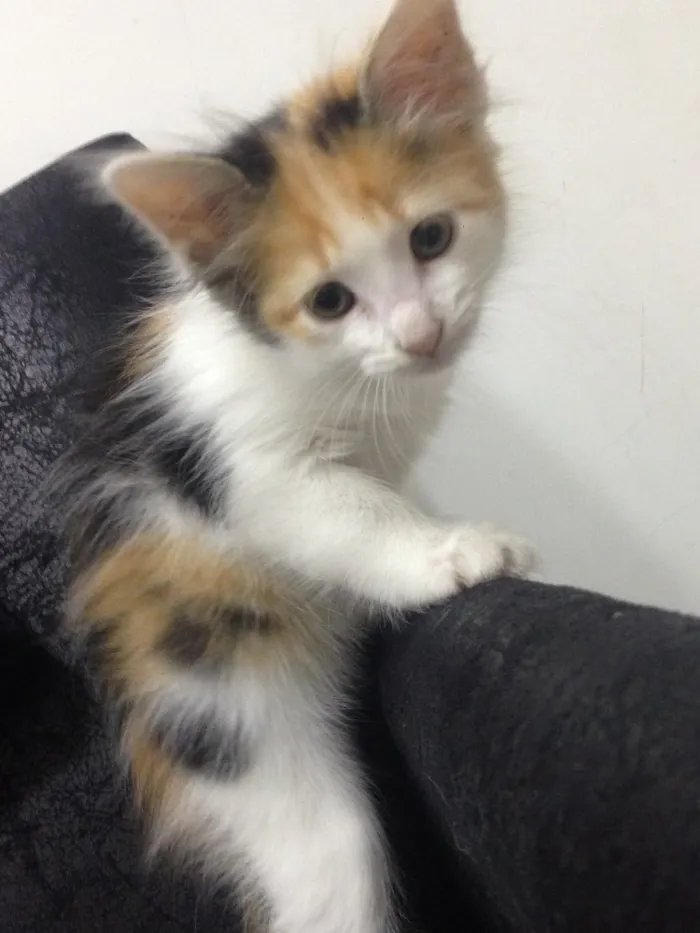 Gato ra a  idade Abaixo de 2 meses nome Sem nome