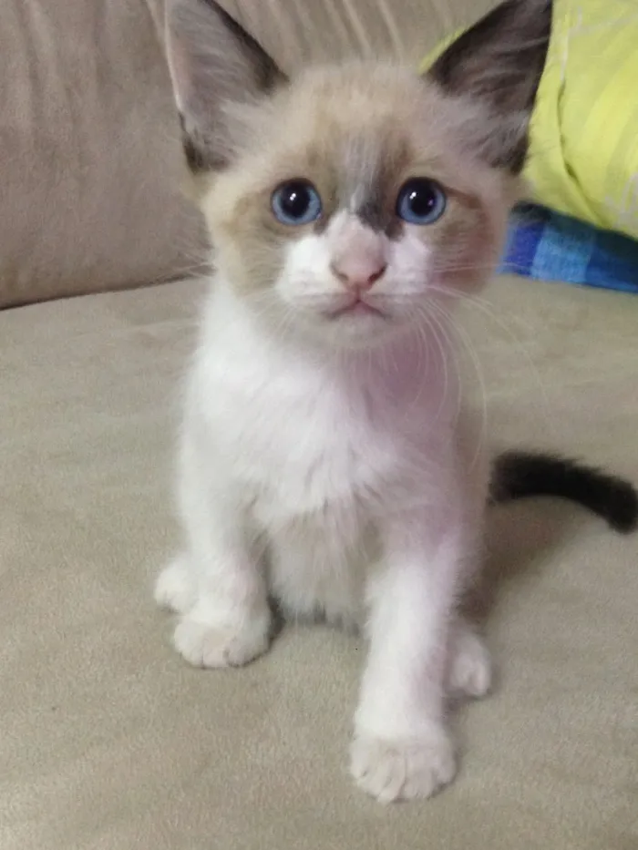 Gato ra a  idade Abaixo de 2 meses nome Sem nome