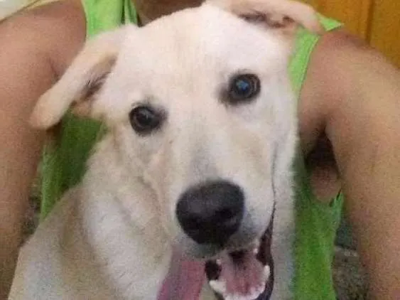 Cachorro ra a Labrador idade 7 a 11 meses nome Thomas