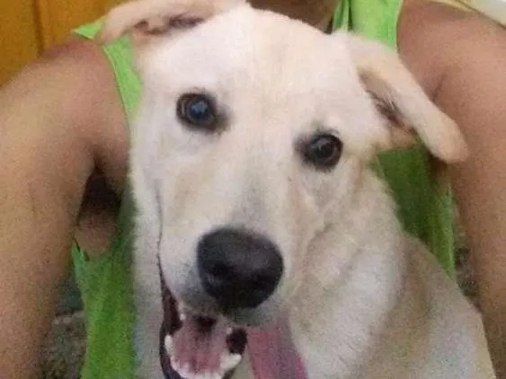Cachorro ra a Labrador idade 7 a 11 meses nome Thomas