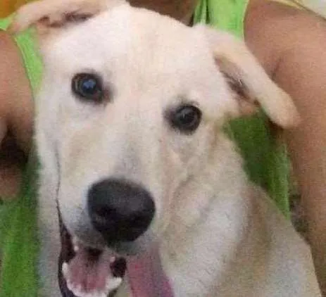 Cachorro ra a Labrador idade 7 a 11 meses nome Thomas