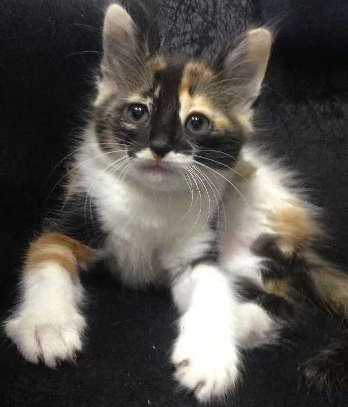 Gato ra a  idade Abaixo de 2 meses nome Sem nome