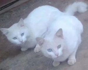 Gato raça SRD idade 2 anos nome Tom e Mingau 