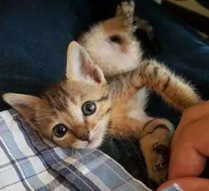 Gato raça srd idade Abaixo de 2 meses nome Xampu