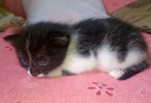 Gato raça vira latinha idade Abaixo de 2 meses nome Madame Nora