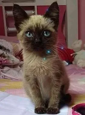 Gato ra a siames idade Abaixo de 2 meses nome Sem nome