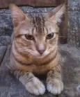 tigre
