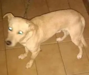 Cachorro raça Pintcher misturado creme idade 3 anos nome Cherinho