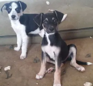Cachorro raça Vira lata idade 2 a 6 meses nome Sem nome