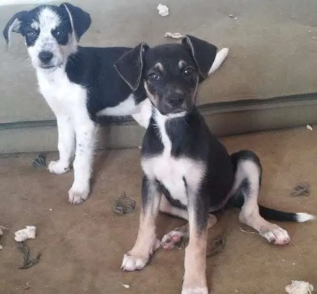 Cachorro ra a Vira lata idade 2 a 6 meses nome Sem nome