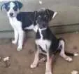Cachorro raça Vira lata idade 2 a 6 meses nome Sem nome