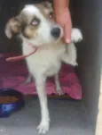 Bolinha