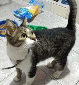 Gato raça Tigrada idade 2 anos nome sem nome