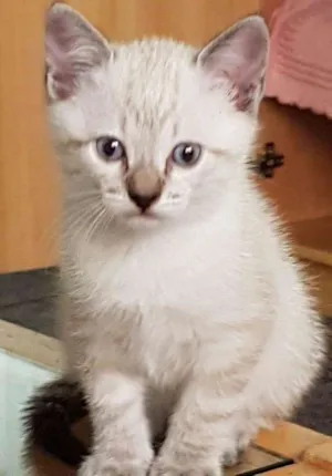 Gato raça Não tem idade Abaixo de 2 meses nome Sem nome