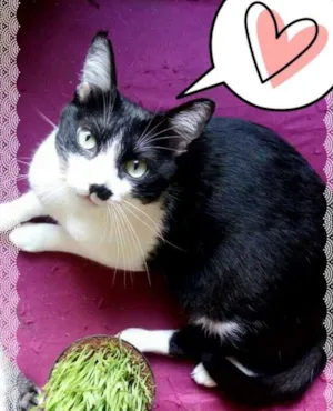 Gato raça srd idade 3 anos nome Damiao