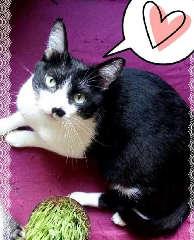 Gato ra a srd idade 3 anos nome Damiao