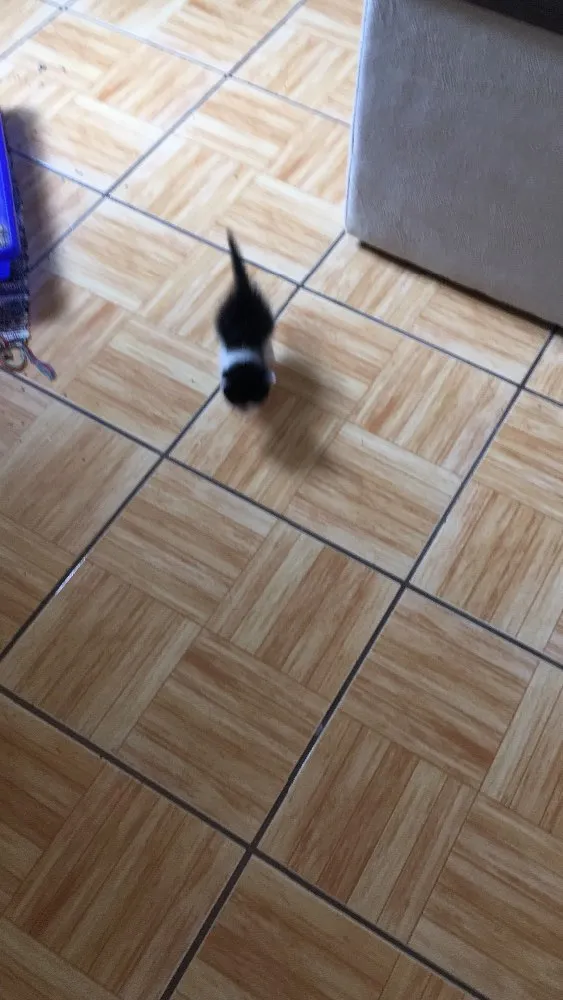 Gato ra a SRD idade  nome Pérola 