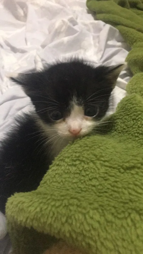 Gato ra a SRD idade  nome Pérola 